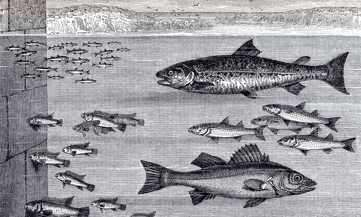 ‘Fishes Close to the Quayside’, 19th-century illustration. Alamy. ‘Fishes Close to the Quayside’, 19th-century illustration. Alamy.