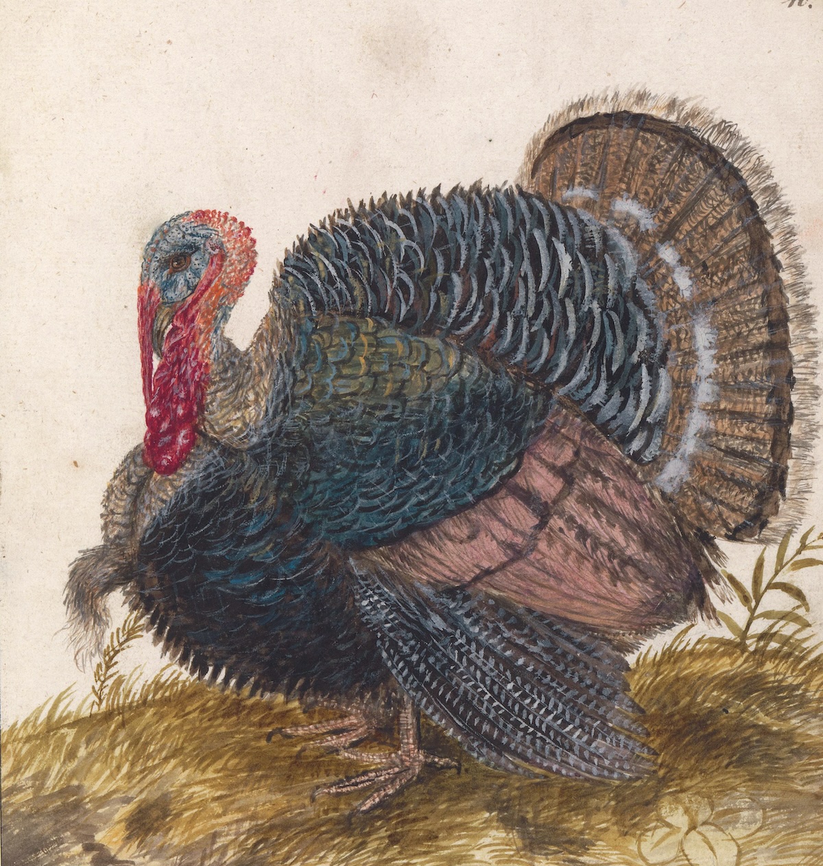 Turkey, by Anselmus de Boodt, 1596-1610. Rijksmuseum. Public Domain. Turkey, by Anselmus de Boodt, 1596-1610. Rijksmuseum. Public Domain.
